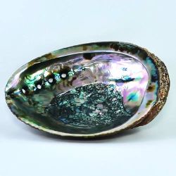 Abalone Shell